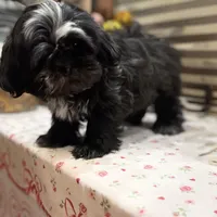 Romeo/Registered CKC, a male Shih Tzu for sale in Cave Creek, AZ – Photo 6 of 7