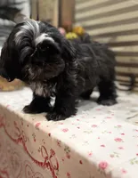 Romeo/Registered CKC, a male Shih Tzu for sale in Cave Creek, AZ – Photo 6 of 7