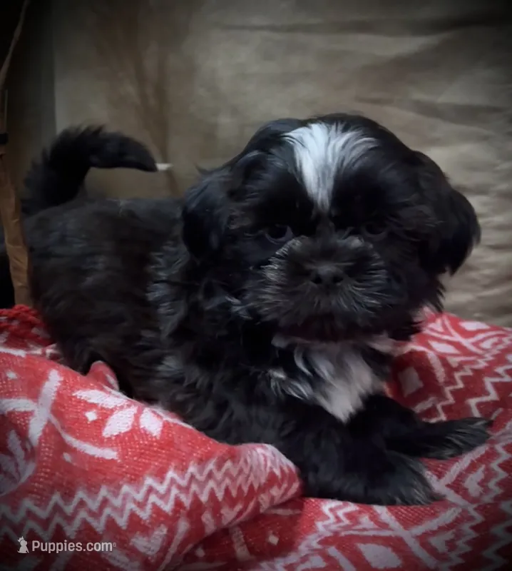 Pepe LePew/Registered CKC