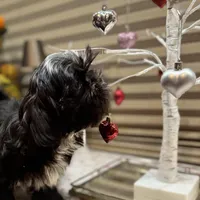 Romeo/Registered CKC, a male Shih Tzu for sale in Cave Creek, AZ – Photo 2 of 7