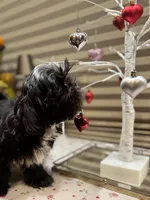 Romeo/Registered CKC, a male Shih Tzu for sale in Cave Creek, AZ – Photo 2 of 7