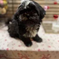 Romeo/Registered CKC, a male Shih Tzu for sale in Cave Creek, AZ – Photo 7 of 7