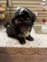 Romeo/Registered CKC, a male Shih Tzu for sale in Cave Creek, AZ – Photo 7 of 7