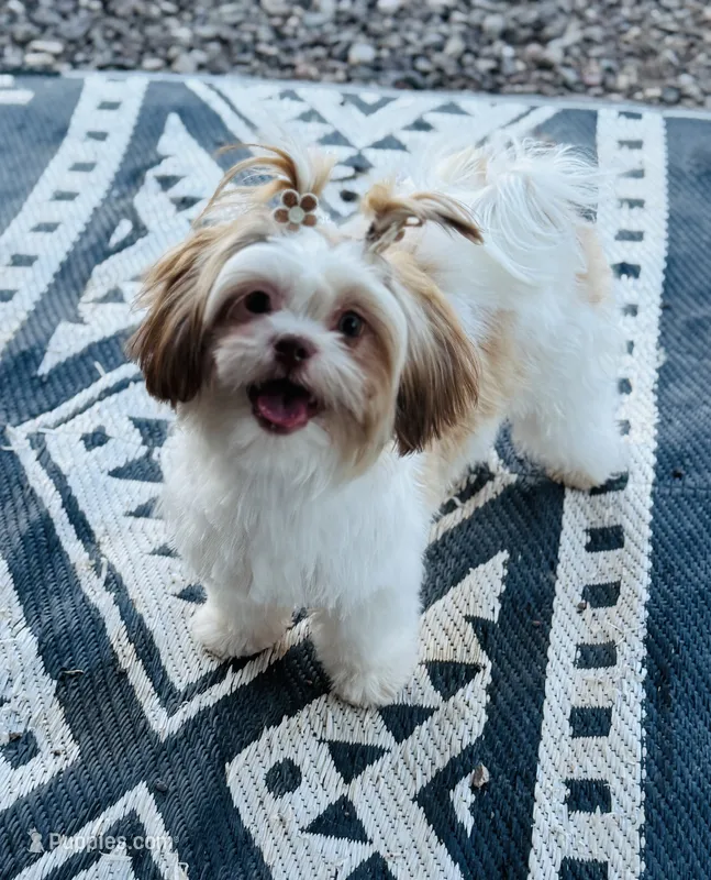 Daisy/ CKC Registered  – Shih Tzu puppy for sale in Cave Creek, AZ