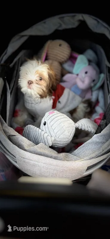 Daisy/ CKC Registered 