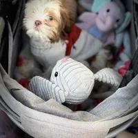 Daisy/ CKC Registered , a female Shih Tzu for sale in Cave Creek, AZ – Photo 2 of 3