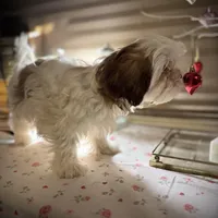 Daisy/ CKC Registered , a female Shih Tzu for sale in Cave Creek, AZ – Photo 1 of 3