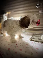 Daisy/ CKC Registered , a female Shih Tzu for sale in Cave Creek, AZ – Photo 3 of 3