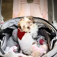 Daisy/ CKC Registered , a female Shih Tzu for sale in Cave Creek, AZ – Photo 3 of 3