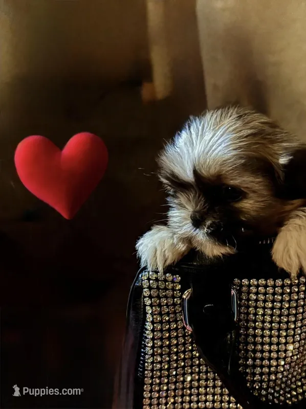 TinkerBelle/Imperial size/Registered