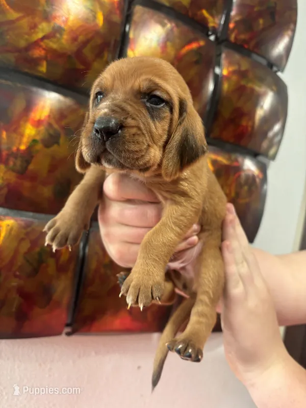 Red – Bloodhound puppy for sale in Midlothian, TX