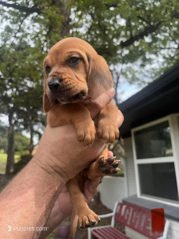 Red – Bloodhound puppy for sale in Midlothian, TX