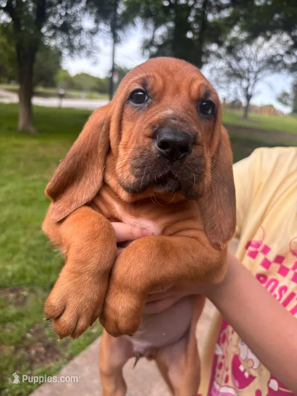 Red – Bloodhound puppy for sale in Midlothian, TX