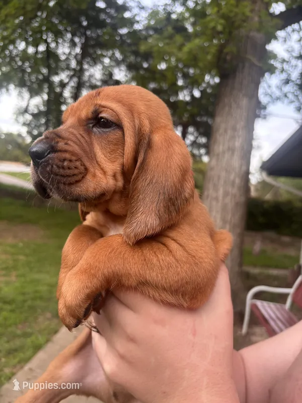Red – Bloodhound puppy for sale in Midlothian, TX