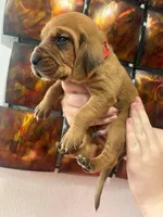 Red, a male Bloodhound for sale in Midlothian, TX – Photo 3 of 3