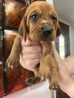 Red, a male Bloodhound for sale in Midlothian, TX – Photo 2 of 3