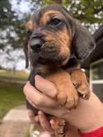 Light blue, a male Bloodhound for sale in Midlothian, TX – Photo 7 of 8