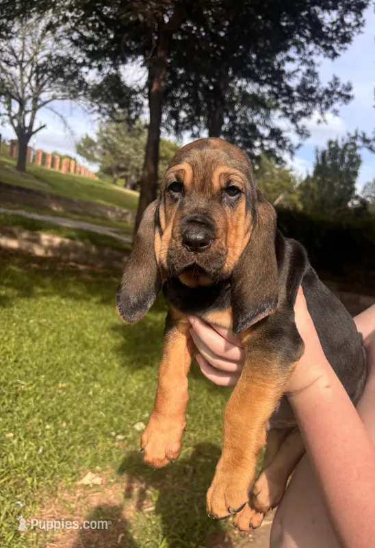 Light blue – Bloodhound puppy for sale in Midlothian, TX