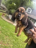 Light blue, a male Bloodhound for sale in Midlothian, TX – Photo 2 of 8