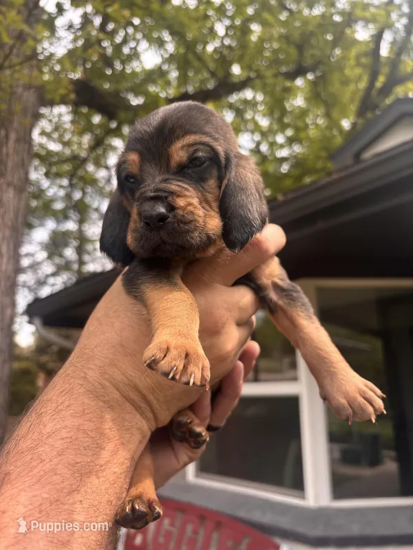 Light blue – Bloodhound puppy for sale in Midlothian, TX
