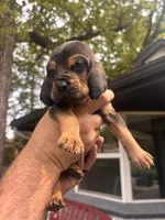 Light blue, a male Bloodhound for sale in Midlothian, TX – Photo 8 of 8