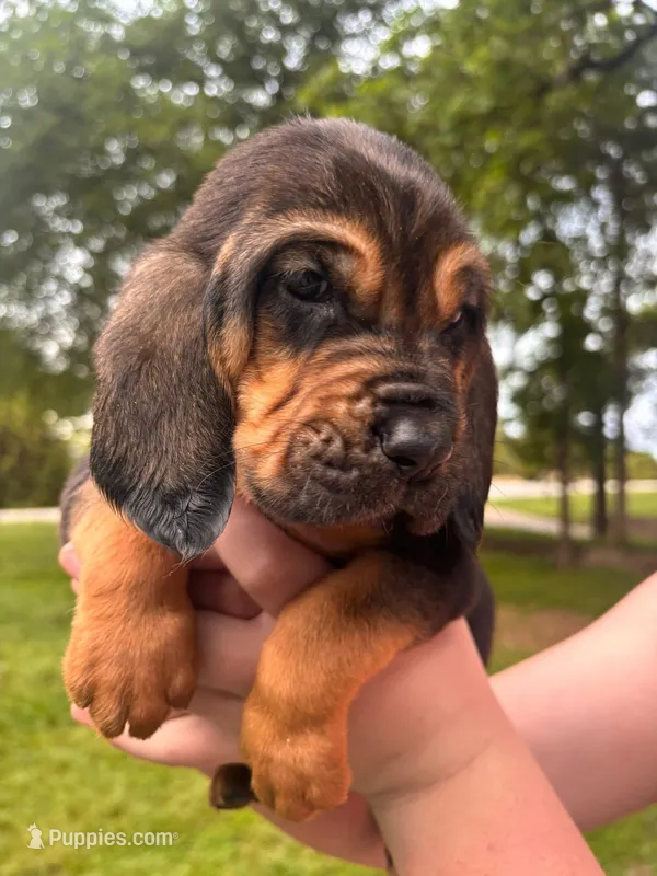 Light blue – Bloodhound puppy for sale in Midlothian, TX