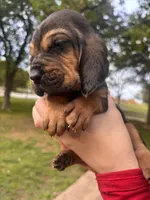 Light blue, a male Bloodhound for sale in Midlothian, TX – Photo 3 of 8