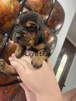 Light blue, a male Bloodhound for sale in Midlothian, TX – Photo 2 of 2
