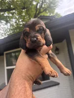 Light blue, a male Bloodhound for sale in Midlothian, TX – Photo 4 of 8