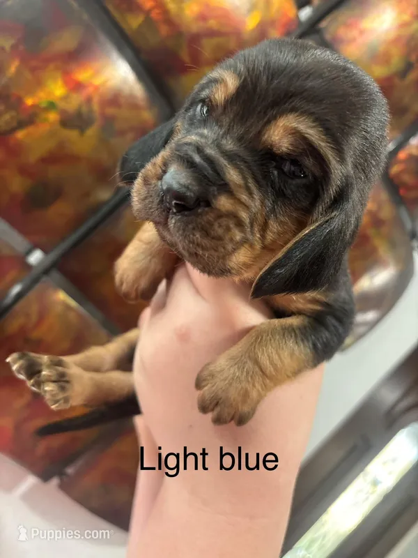 Light blue – Bloodhound puppy for sale in Midlothian, TX