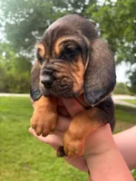 Light blue, a male Bloodhound for sale in Midlothian, TX – Photo 6 of 8