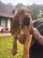 Pink, a female Bloodhound for sale in Midlothian, TX – Photo 2 of 9