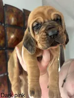 Pink, a female Bloodhound for sale in Midlothian, TX – Photo 1 of 3