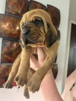 Pink, a female Bloodhound for sale in Midlothian, TX – Photo 3 of 3