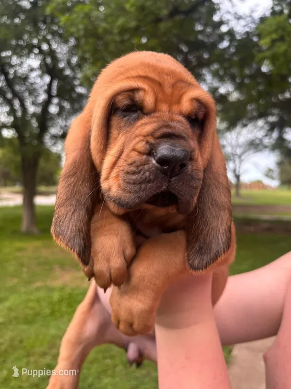 Pink – Bloodhound puppy for sale in Midlothian, TX