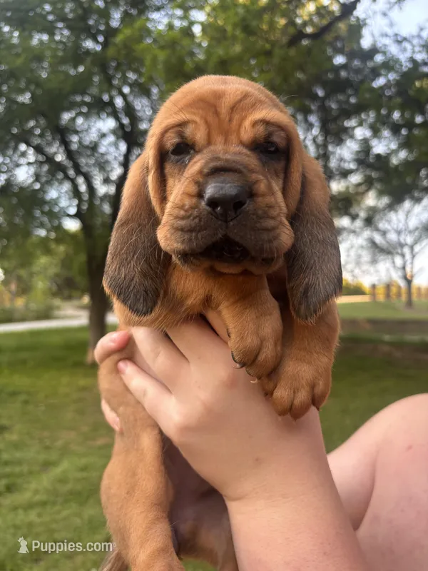 Pink – Bloodhound puppy for sale in Midlothian, TX