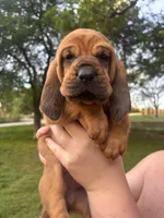 Pink, a female Bloodhound for sale in Midlothian, TX – Photo 6 of 9
