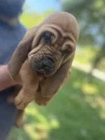 Pink, a female Bloodhound for sale in Midlothian, TX – Photo 8 of 9