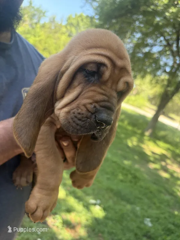 Pink – Bloodhound puppy for sale in Midlothian, TX