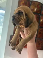 Pink, a female Bloodhound for sale in Midlothian, TX – Photo 2 of 3