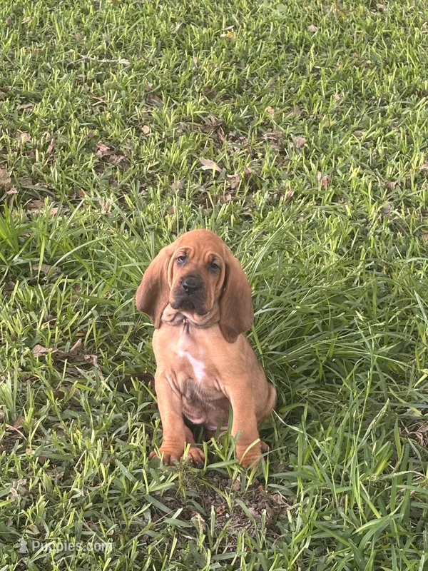 Pink – Bloodhound puppy for sale in Midlothian, TX