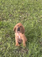 Pink, a female Bloodhound for sale in Midlothian, TX – Photo 3 of 9