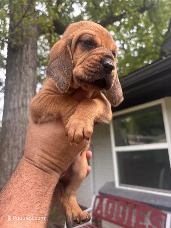 Pink – Bloodhound puppy for sale in Midlothian, TX