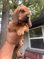 Pink, a female Bloodhound for sale in Midlothian, TX – Photo 9 of 9