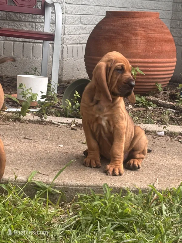 Pink – Bloodhound puppy for sale in Midlothian, TX