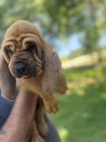 Pink, a female Bloodhound for sale in Midlothian, TX – Photo 7 of 9