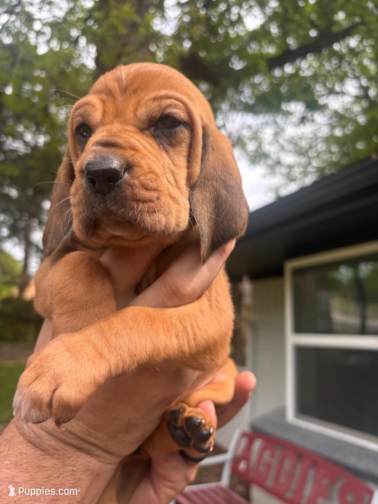 Light pink – Bloodhound puppy for sale in Midlothian, TX