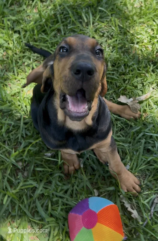 Blue – Bloodhound puppy for sale in Midlothian, TX