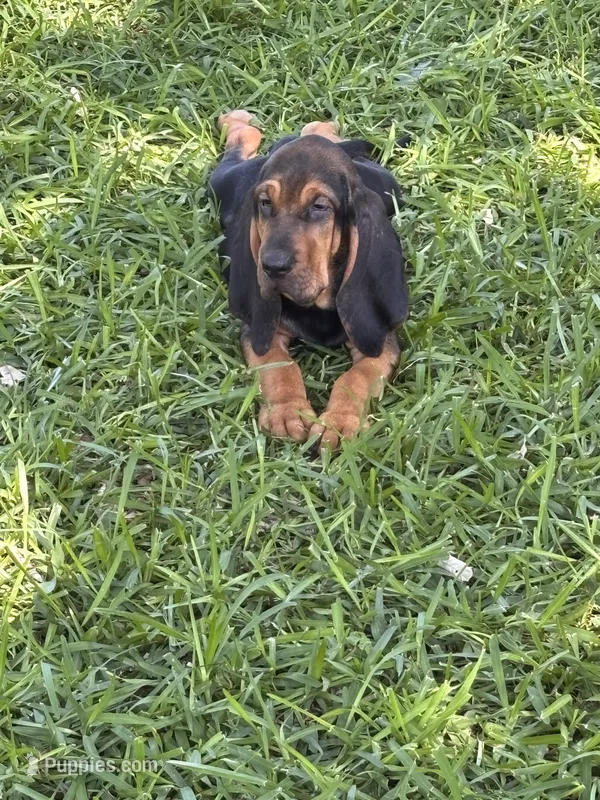 Blue, a male Bloodhound for sale in Midlothian, TX – 1 of 8