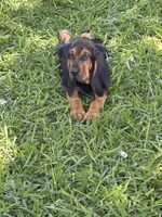 Blue, a male Bloodhound for sale in Midlothian, TX – 1 of 8